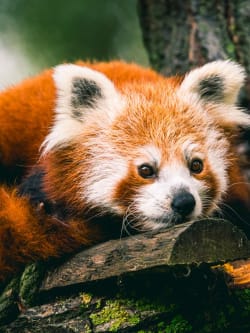 zoo france