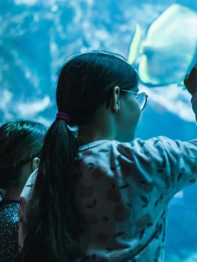 requins aquarium