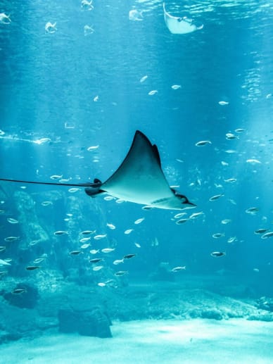 plus grand aquarium de france