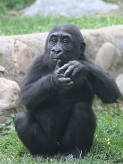 zoo et parc animalier