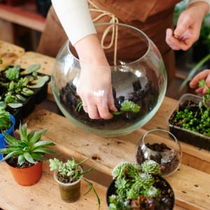 atelier terrarium