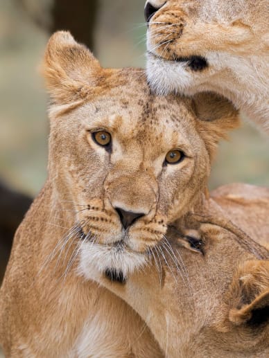 zoo acceptent chiens